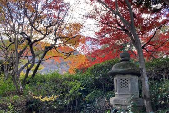 和風庭園がきれいな京都嵐山の大河内山荘・天龍寺・野宮神社に行って来ました!